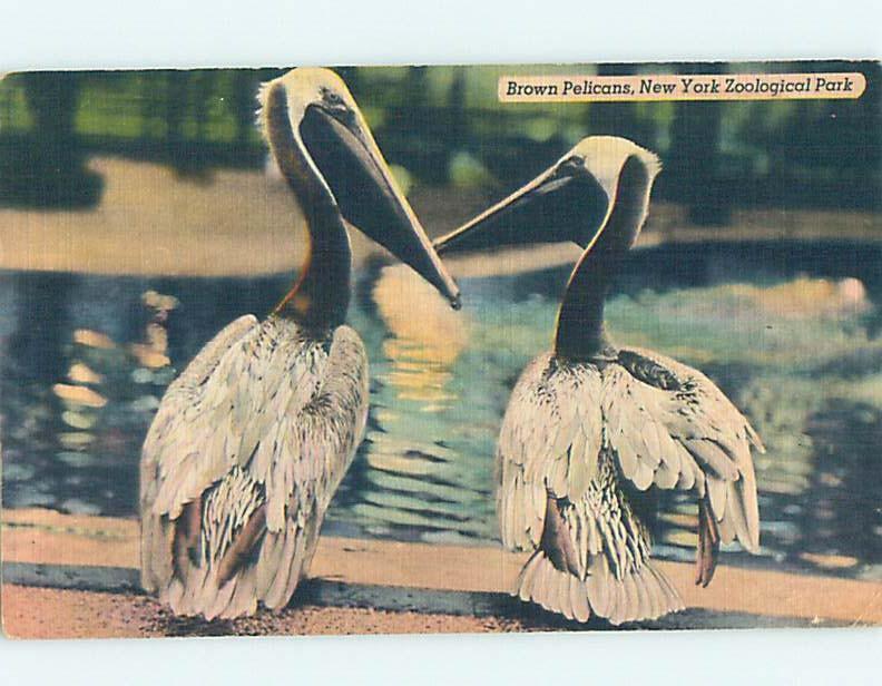 Linen PELICAN BIRDS AT ZOO New York City NY hk7366