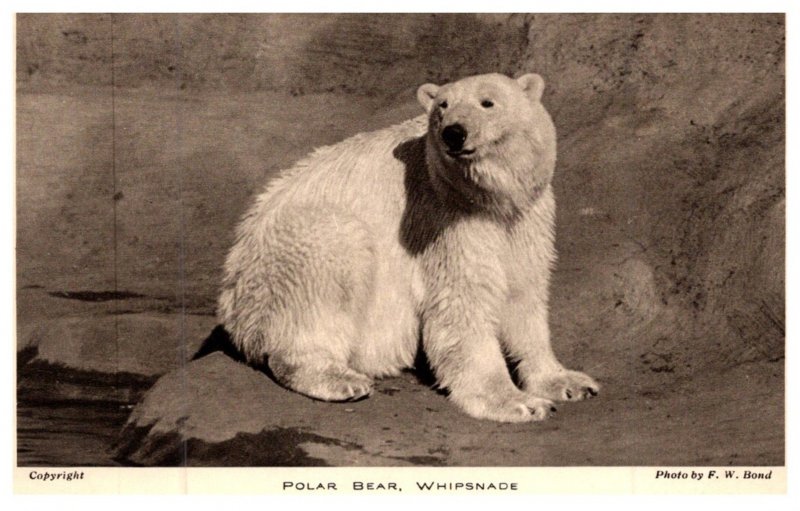 Polar Bear . Whipsnade Park, Dunstable