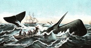 C.1910 Sperm Whaling, The Capture. Postcard P132