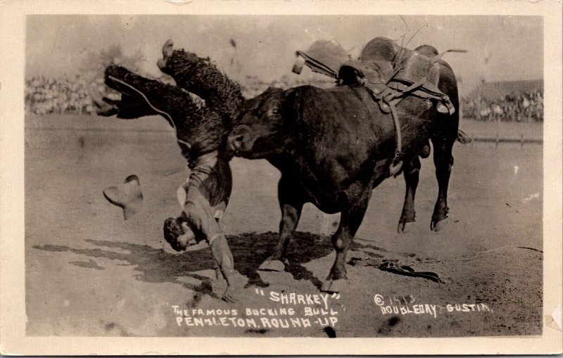 Real Photo Postcard Sharkey Famous Bucking Bull Pendleton Round-Up 1913