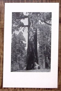 1939 YOSEMITE THE AHWAHNEE MENU ANSEL ADAMS MARIPOSA GROVE AUG 1 BREAKFAST Z2881