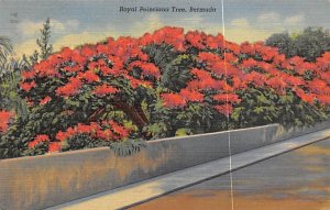 Royal Poinciana Tree Bermuda 1952 