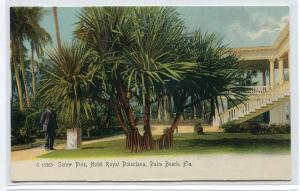 Screw Pine Tree Hotel Royal Poinciana Palm Beach Florida 1907 Rotograph postcard