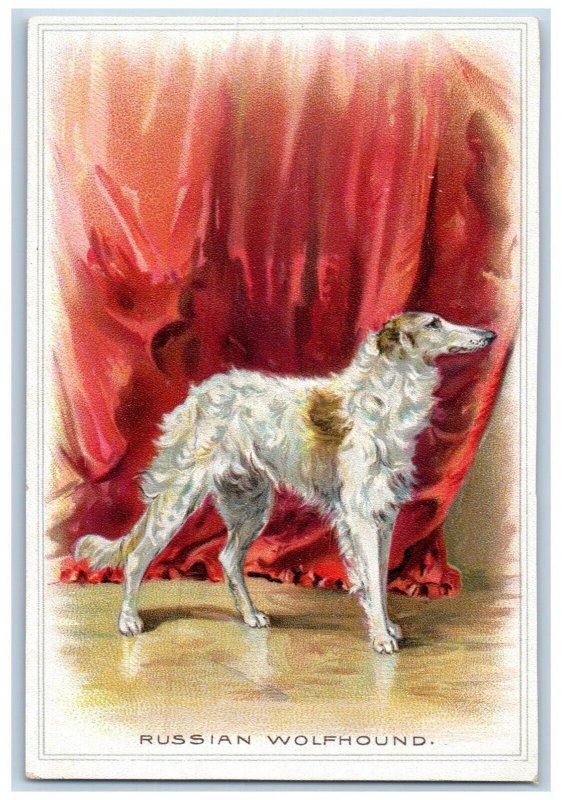 Dog Postcard Russian Wolfhound Haired c1950's Unposted Vintage