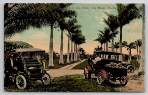 Musa Isle Farm Near Miami Florida Postcard J49