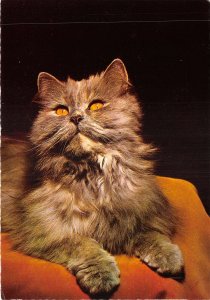 Lot136 cat animal germany