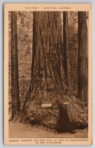 Big Trees Santa Cruz Cali General Fremont Postcard I26