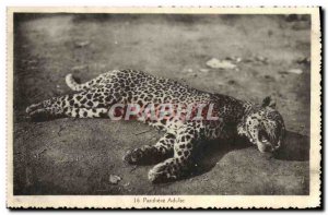 Postcard Old Felin Panthere adult