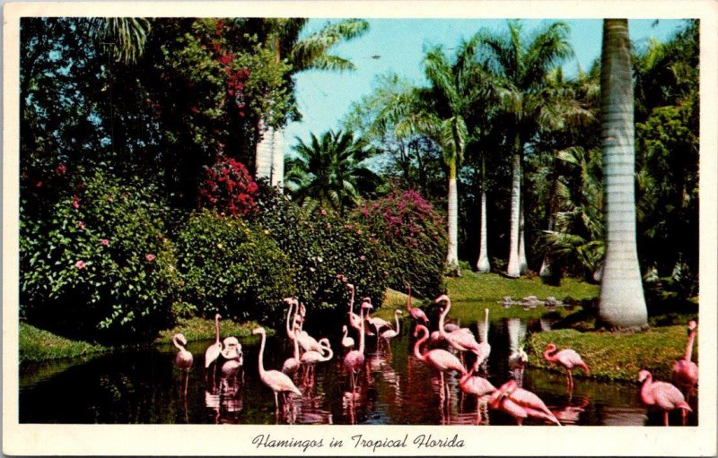 Florida Sarasota Jungle Gardens Flamingos 1961