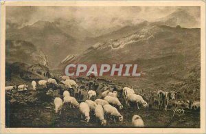 Postcard The Old Pasture Pyrenees to Col d'Aubisque Cows Sheep