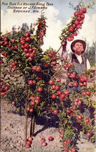 PC Five Year Old Wagner Apple Tree Orchard of J.F. Strong Spokane Washington