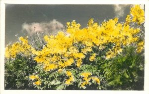 Hawaii hand tint flowers gaudy Color Postcard 24-7302