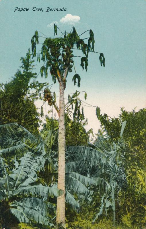 Papaw or PawPaw Tree, Bermuda - DB