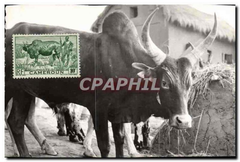 CPA Vache Vaches Boeuf Cameroun