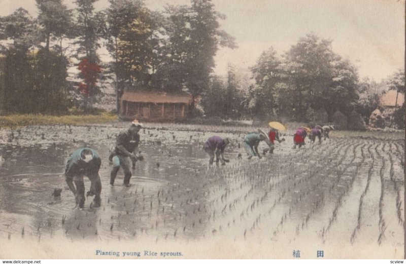 Planting rice sprouts, Japan, 1900-10s