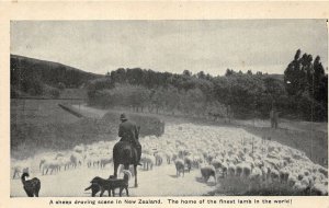 br107693 sheep droving scene in new zealand finest lamb in the world