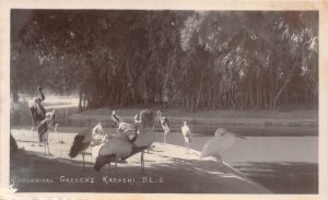 Lot335 zoological gardens karachi stork Pakistan real photo