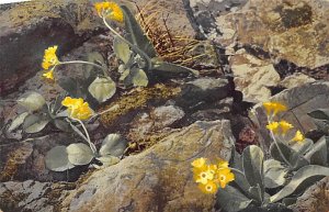 Primula Auricula Primula Auricula