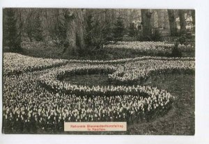 286964 NETHERLANDS HAARLEM Flower exhibition Vintage postcard