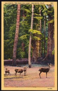 California BIG BASIN Wild Buck Two Does and Fawn - LINEN