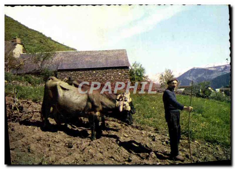 Modern Postcard The Pyrenees landscape High Vallees Farmer Beef Cows hitch