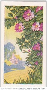 Glengettie Trade Card Wild Flowers No 9 Dog Rose