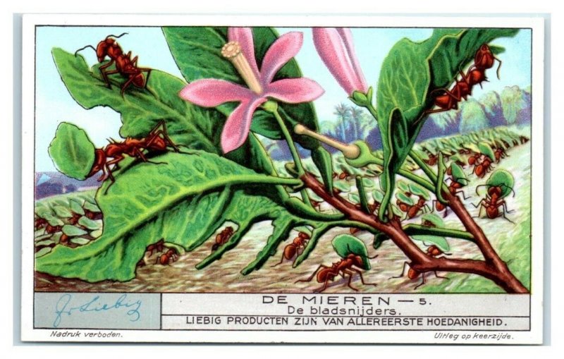 1932 Leaf Cutters, Ants, Liebig Belgian Trade Card *VT32A