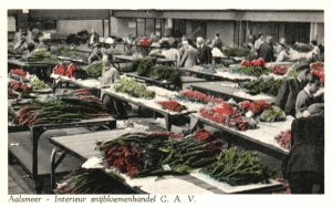 Aalsmeer Netherlands, Cut Flowers in Auction Hall C.A.V., Vintage Postcard