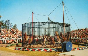 Postcard Training Wild Animals Barnum Bailey Circus Sarasota Florida