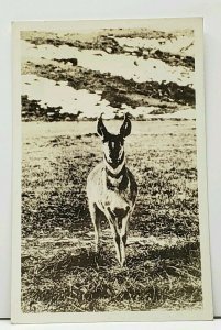 Antelope RPPC Real Photo Postcard J4