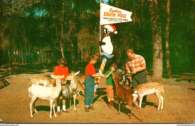 Florida Silver Springs Tommy Bartlett's Deer Ranch 1960