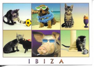 Ibiza animals. Cat, dog, pig, bull Modern Spanish  photo postcard 1970s