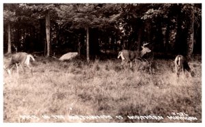 Deer in the Wood