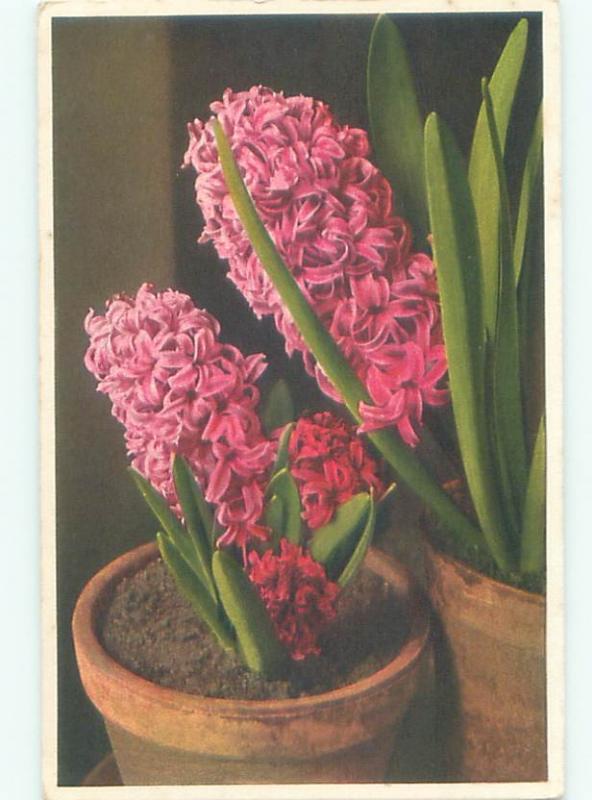 foreign Old Postcard BEAUTIFUL PINK FLOWERS IN FLOWERPOT AC2741