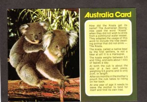 Australia Koala Bears Baby with Mother Animals Bear Postcard