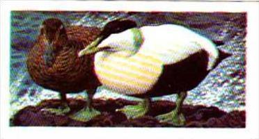 Brooke Bond Tea Trade Card Wild Birds In Britain No 38 Eider