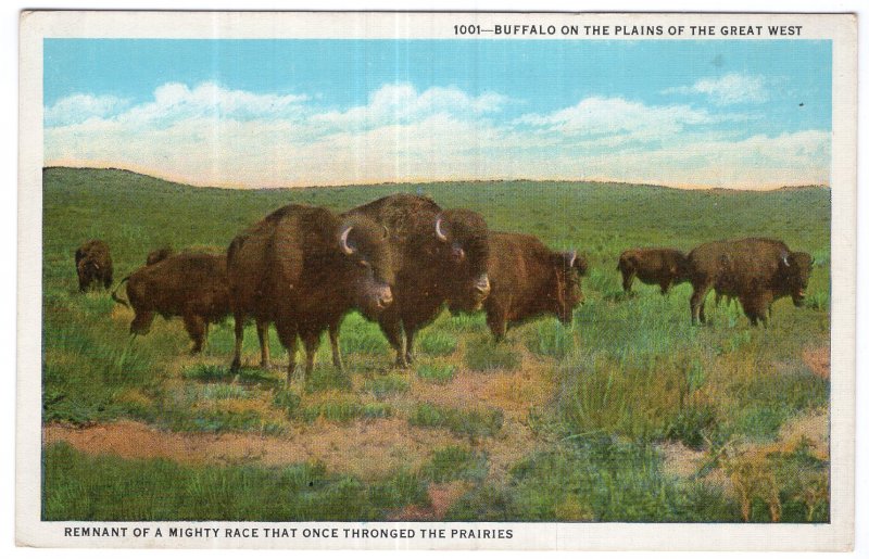 Buffalo On The Plains Of The Great West