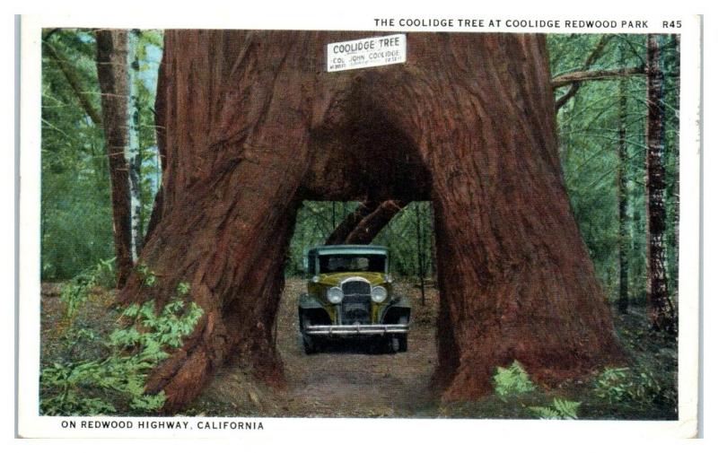 1932 Coolidge Tree at Coolidge Redwood Park, CA Postcard *5C