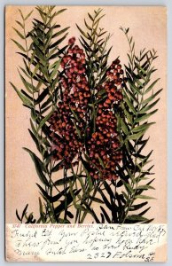 1907 California Pepper And Berries Herb Plants Posted Postcard