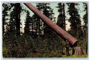 Portland Oregon OR Postcard Logging Giant Tree Forest Scene c1910's Antique