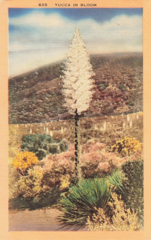 Postcard Yucca in Bloom California 