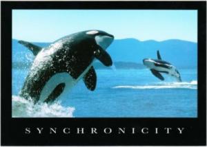 Orca Killer Whale Breaching Synchronicity Postcard