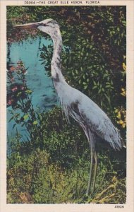 The Great Blue Heron In Florida