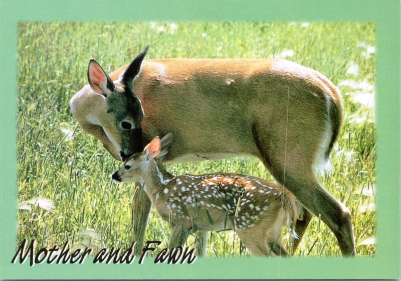 Postcard Deer  - Mother and Fawn