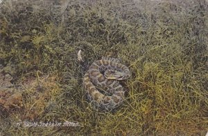 A Rattle Snake In Action 1910