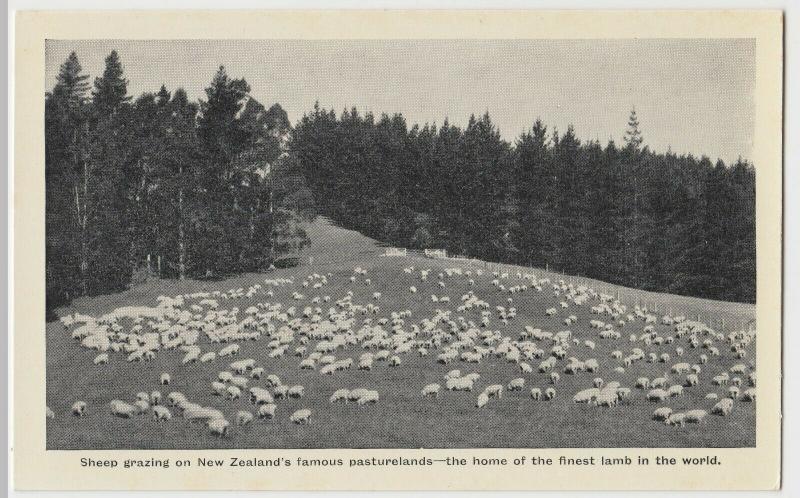 New Zealand; Sheep Grazing In NZ, Finest Lamb In The World PPC, Unused, c 1920 