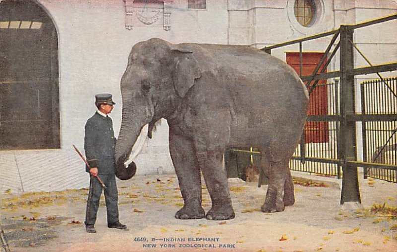 Indian Elephant, New York Zoological Park New York, USA Elephant Unused 