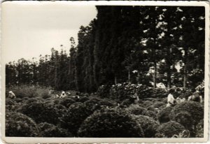 PC CPA AZORES / PORTUGAL, PONTA DELGADA, VINTAGE REAL PHOTO POSTCARD (b13573)