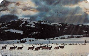 Missoula Montana 1961 Postcard Elk or Wapiti in the Snow