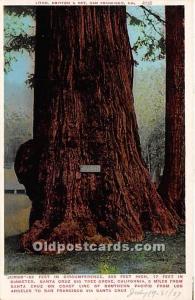 Jumbo Big Tree Santa Cruz, California, USA Logging, Timber Unused 